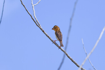 Asian golden weaver is standing on a tree branch