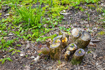 Obraz premium Stump from a sawn tree in the forest .