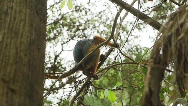 A small red colobus monkey sitting in a tree while peeing down the branches, in The Gambia, West Africa.