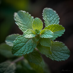 Mint grows in the garden. background