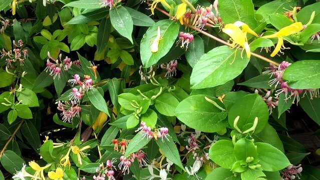 Honeysuckle lonicera japonica blooming flowers shrub in the garden