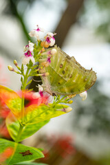 Macro shots, Beautiful nature scene. Closeup beautiful butterfly sitting on the flower in a summer garden.