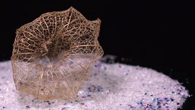 Physalis peruviana from dried as a skellet but decorative