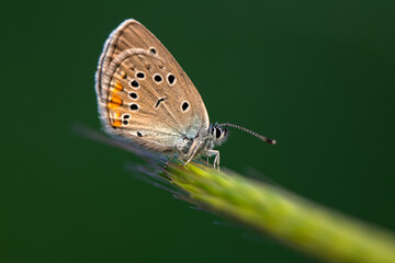Macro shots, Beautiful nature scene. Closeup beautiful butterfly sitting on the flower in a summer garden.