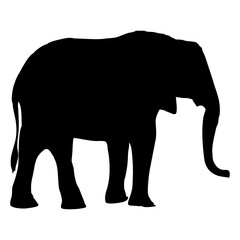 Fototapeta premium Vector illustration of a black silhouette elephant. Isolated white background. Icon elephant side view profile.