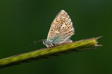 Macro shots, Beautiful nature scene. Closeup beautiful butterfly sitting on the flower in a summer garden.