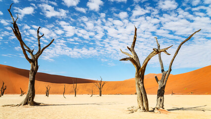 Fototapeta na wymiar trees of Namibia,namib-naukluft national park, Namibia, africa