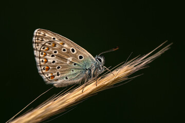 Macro shots, Beautiful nature scene. Closeup beautiful butterfly sitting on the flower in a summer garden.