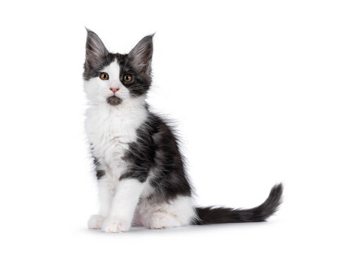 Adorable black smoke with white Maine Coon cat kitten, sitting up side ways. Looking towards camera, showing cute black chin. Isolated on a white background.