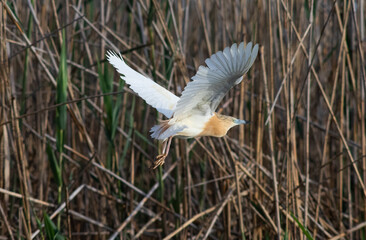 wildlife in the Danube delta bird on the lake