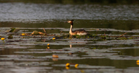 wildlife in the Danube delta bird on the lake