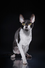 black and white Cornish Rex on a black background. Cat in the studio Beautiful pet portrait