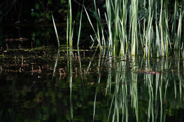 beautiful bright green summer foliage reflecting in water in the delta