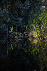 beautiful bright green summer foliage reflecting in water in the delta