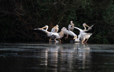 pelicans on the lake at sunset