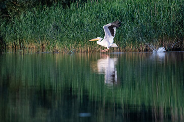 pelicans on the lake at sunset