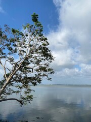 Obraz na płótnie Canvas tree on the lake