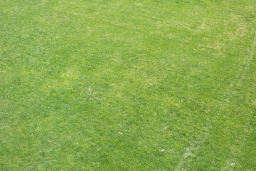 Green field. Top view of lawn. Green grass.