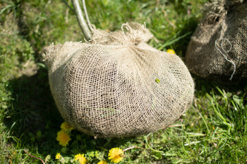 Planting trees. Seedling for park. Tree roots for planting in ground.