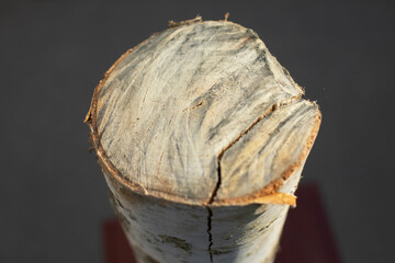 Birch firewood. Stump made of wood. Felled tree.
