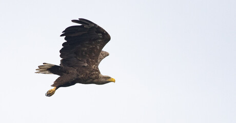 eagle on lake in the Danube delta
