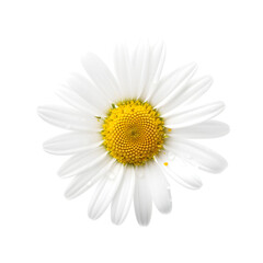 daisy isolated on white background created with Generative AI