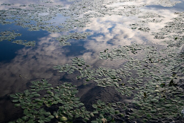 abstract blue water surface background tranquil waves