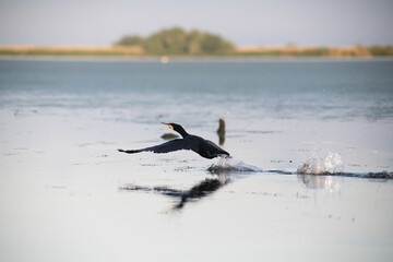great cormorant bird in the delta