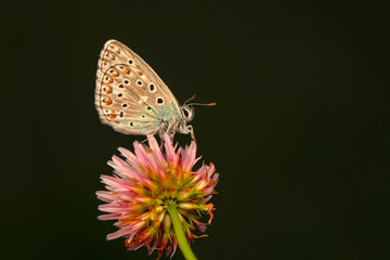 Macro shots, Beautiful nature scene. Closeup beautiful butterfly sitting on the flower in a summer garden.