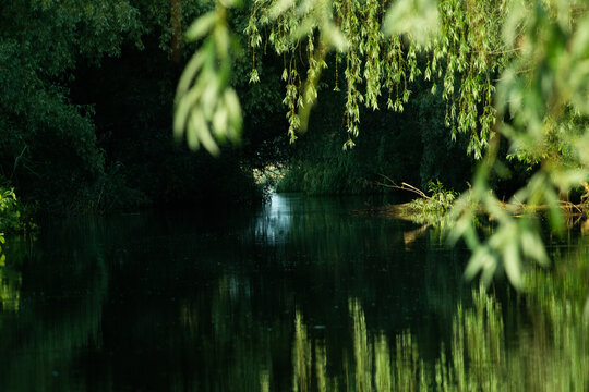 beautiful bright green summer foliage reflecting in water in the delta © Melinda Nagy