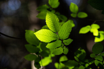 bright green leaves summer nature background