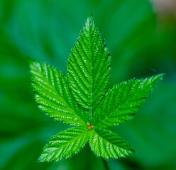 bright green leaves summer nature background