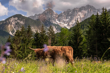 Cow grazing on lush green meadow full of summer flowers in alpine pasture