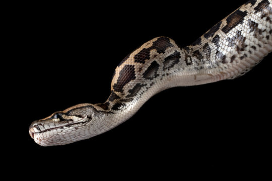 Molurus bivittatus snake closeup head on isolated background, Indonesian snake