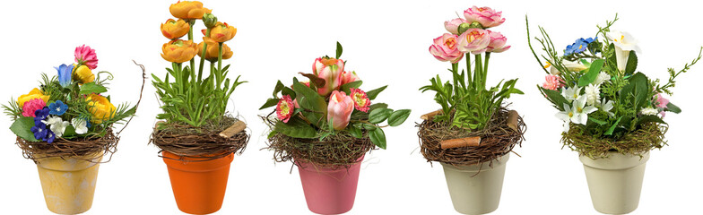 Flower plants in pots with transparent background