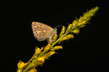 Macro shots, Beautiful nature scene. Closeup beautiful butterfly sitting on the flower in a summer garden.