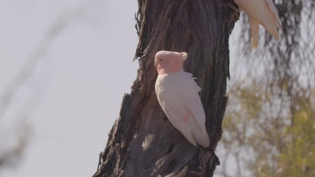 a major mitchell's cockatoo forages under the bark on the trunk of a gidgee tree at western queensland, australia