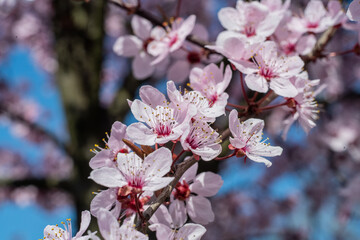 tree blossom