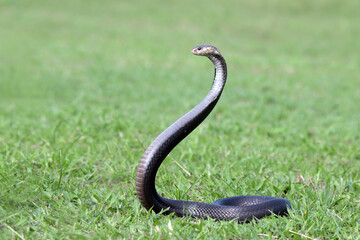 Naja sputatrix defensive positionon on grass, Javanese cobra snake closeup in a defensive position