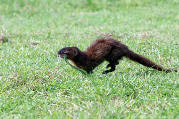Javan Mongoose or Small asian mongoose (Herpestes javanicus) fighting with Javanese cobra