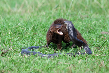 Javan Mongoose or Small asian mongoose (Herpestes javanicus) fighting with Javanese cobra