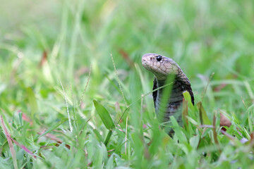 Naja sputatrix defensive positionon on grass, Javanese cobra snake closeup in a defensive position