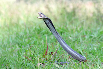 Fototapeta premium Naja sputatrix defensive positionon on grass, Javanese cobra snake closeup in a defensive position