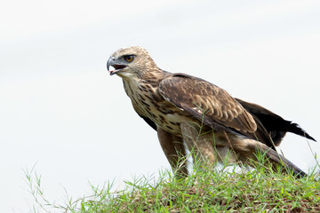 Naklejka na ściany i meble Changeable haw-eagle (Nisaetus cirrhatus) catch small monitor prey, Changeable haw-eagle catch prey