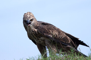 Changeable haw-eagle (Nisaetus cirrhatus) catch small monitor prey, Changeable haw-eagle catch prey
