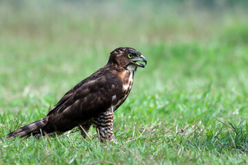 Crested Goshawk bird on grass, Crested Goshawk bird closeup on gtass with natural background