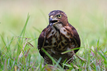 Crested Goshawk bird on grass, Crested Goshawk bird closeup on gtass with natural background
