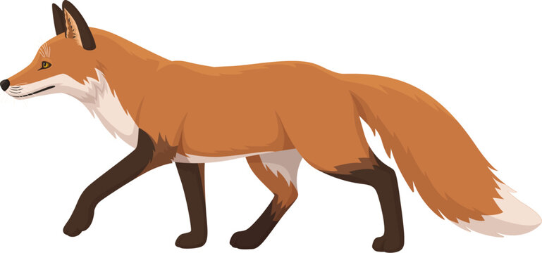 Red fox walking side view. Isolated on white background vector illustration