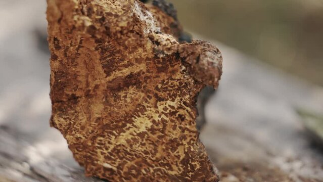 Expensive fresh raw chaga mushroom, close up view