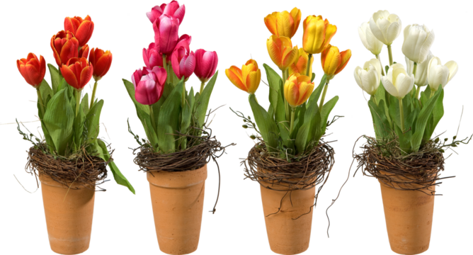 Tulip plants in pots with transparent background